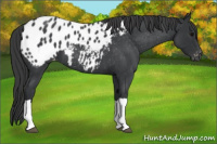 Horse Color:Blue Roan Appaloosa