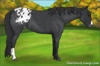 Horse Color:Blue Roan Appaloosa 