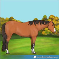 Horse Color:Bay 