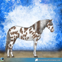 Horse Color:Liver Red Dun Tobiano Frame Appaloosa 