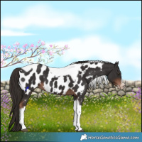 Horse Color:Liver Chestnut Tobiano Frame Appaloosa