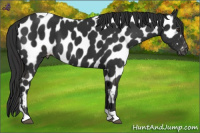 Horse Color:Liver Chestnut Tobiano Near Leopard 