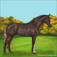 Horse Color:Liver Chestnut Rabicano