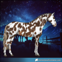 Horse Color:Chocolate Palomino Tobiano Frame Appaloosa 