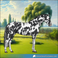 Horse Color:Black Tobiano Frame Appaloosa 