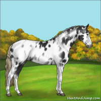 Horse Color:Gray Liver Chestnut Tobiano Frame Appaloosa 