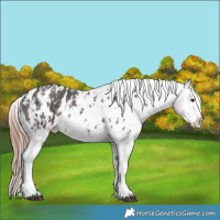 Horse Color:Liver Chestnut Sabino Splash Appaloosa and Liver Chestnut Sabino Splash Appaloosa
