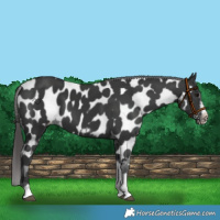 Horse Color:Black Tobiano Frame Appaloosa 