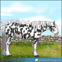 Horse Color:Liver Chestnut Tobiano Frame Near Leopard 