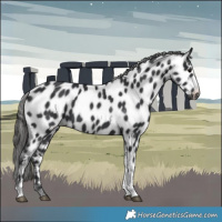 Horse Color:Black Tobiano Frame Appaloosa 