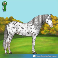 Horse Color:Liver Chestnut Tobiano Appaloosa 