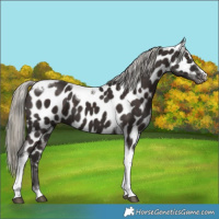 Horse Color:Liver Chestnut Tobiano Frame Leopard