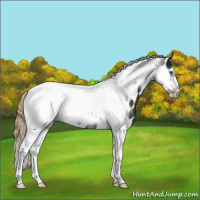 Horse Color:Liver Chestnut Tobiano Frame Appaloosa 