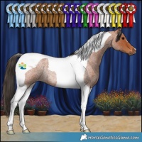 Horse Color:Bay Roan Tobiano Rabicano
