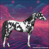 Horse Color:Black Tobiano Frame Near Leopard 