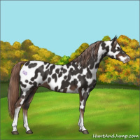 Horse Color:Liver Chestnut Tobiano Frame Appaloosa