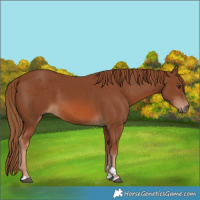 Horse Color:Chestnut 
