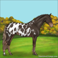 Horse Color:Liver Chestnut Appaloosa Rabicano