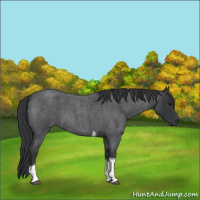 Horse Color:Blue Roan Tobiano 