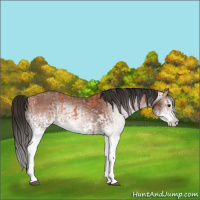 Horse Color:White Spotted Bay Splash  and Gray White Spotted Bay Splash 