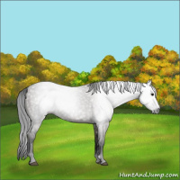 Horse Color:Gray Grullo 
