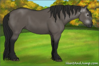 Horse Color:Gray Grullo 
