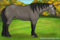 Horse Color:Gray Grullo 