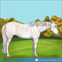 Horse Color:Perlino Sabino  and Perlino Sabino