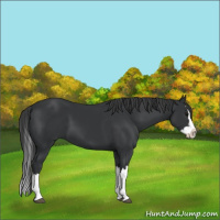 Horse Color:Black Splash 