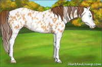 Horse Color:Sable Cream Champagne Near Leopard  and Sable Cream Champagne Splash Near Leopard 