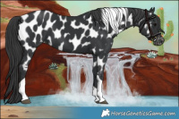 Horse Color:Black Tobiano Near Leopard