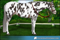 Horse Color:Liver Chestnut Tobiano Frame Appaloosa