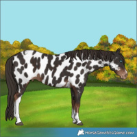 Horse Color:Liver Chestnut Tobiano Frame Near Leopard 