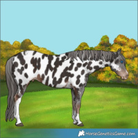 Horse Color:Liver Chestnut Tobiano Frame Appaloosa