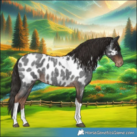 Horse Color:Liver Red Roan Tobiano Appaloosa 
