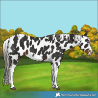 Horse Color:Liver Chestnut Tobiano Frame Appaloosa 