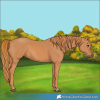 Horse Color:Chestnut 