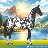 Horse Color:Black Tobiano Appaloosa 