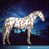 Horse Color:Black Pearl Near Leopard