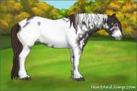Horse Color:Liver Chestnut Tobiano Frame Appaloosa 