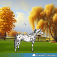 Horse Color:Gray Platinum White Spotted Brown Appaloosa 
