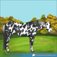 Horse Color:Black Tobiano Frame Appaloosa 