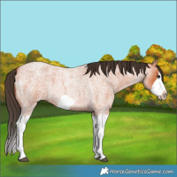 Horse Color:Bay Roan Splash Frame 