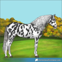 Horse Color:Black Tobiano Frame Appaloosa