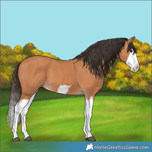 Horse Color:Bay Splash Frame 