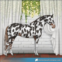 Horse Color:Liver Chestnut Tobiano Frame Appaloosa 