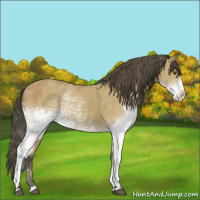 Horse Color:White Spotted Buckskin Splash and White Spotted Buckskin Splash