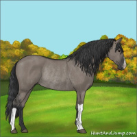 Horse Color:Grullo Rabicano 