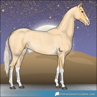 Horse Color:Palomino Roan Splash