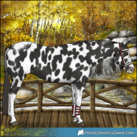 Horse Color:Liver Chestnut Tobiano Frame Leopard 